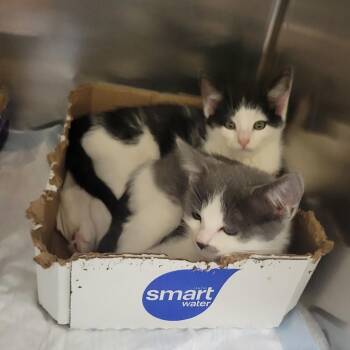 Shamwow -  Domestic Short Hair Cat for Adoption in Westminster, California - Shamwow | PetCurious