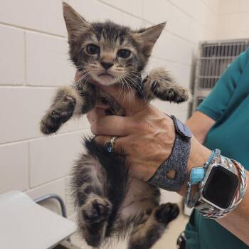 SCFL-Stray-66394_2 -  Domestic Short Hair Cat for Adoption in Lake Panasoffkee, Florida - SCFL-Stray-66394_2 | PetCurious