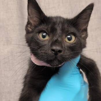 Retrograde -  Domestic Short Hair Cat for Adoption in Hattiesburg, Mississippi - Retrograde | PetCurious