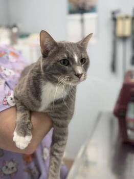 Whalen Chicgo -  Domestic Short Hair Cat for Adoption in Chicago, Illinois - Whalen Chicgo | PetCurious