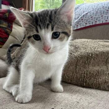 Stripes 22899 -  Domestic Short Hair Cat for Adoption in Minneapolis, Minnesota - Stripes 22899 | PetCurious