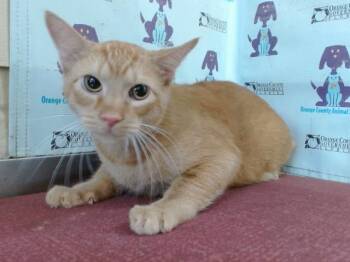 CHEESE -  Domestic Short Hair Cat for Adoption in Orlando, Florida - CHEESE | PetCurious
