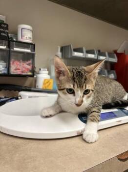 Domestic Short Hair Cats Available for Adoption in Farmers Branch, Texas - Taro | PetCurious