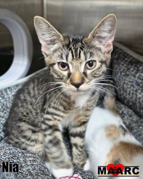 Nia -  Domestic Short Hair Cat for Adoption in Maryville, Tennessee - Nia | PetCurious