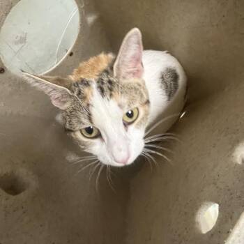 Pickless -  Domestic Short Hair Cat for Adoption in Philadelphia, Pennsylvania - Pickless | PetCurious