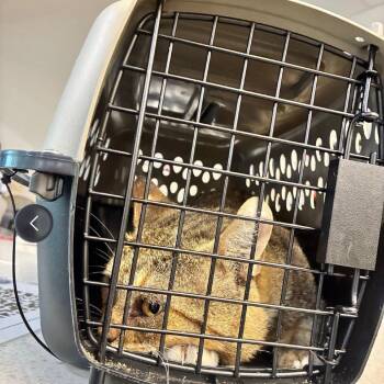 Zion -  Domestic Short Hair Cat for Adoption in Edinburg, Texas - Zion | PetCurious