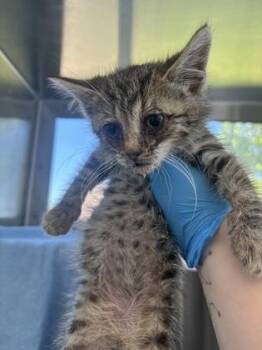 Meatball -  Domestic Short Hair Cat for Adoption in Westland, Michigan - Meatball | PetCurious