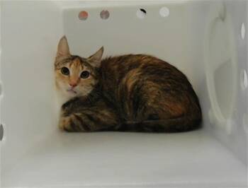 MS PUFF -  Domestic Short Hair Cat for Adoption in Albuquerque, New Mexico - MS PUFF | PetCurious