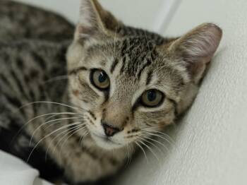 Hotdog -  Tabby and Domestic Short Hair Cat for Adoption in Republic, Washington - Hotdog | PetCurious