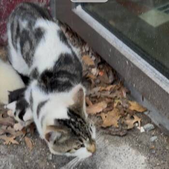 Pancake -  Domestic Short Hair Cat Available for Adoption in New York, New York - Pancake | PetCurious