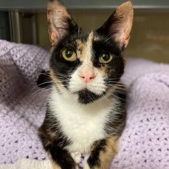 Domestic Short Hair Cats Available for Adoption in Walden, New York - Kelly | PetCurious