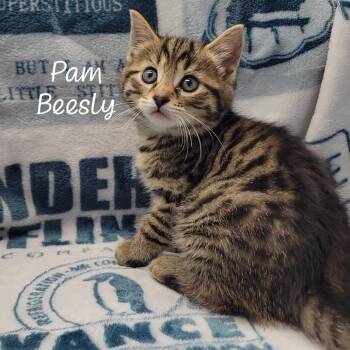 Pam Beesly -  Domestic Short Hair Cat for Adoption in Parkersburg, West Virginia - Pam Beesly | PetCurious