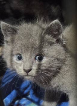Sophia -  Domestic Medium Hair Cat for Adoption in Dunellen, New Jersey - Sophia | PetCurious