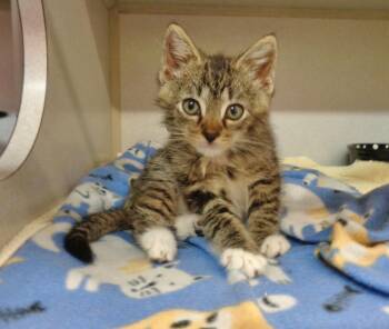 MOE -  Tiger Cat for Adoption in Delhi, New York - MOE | PetCurious