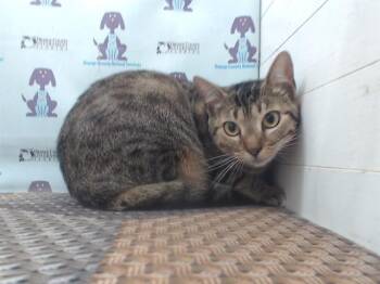Domestic Short Hair Cats Available for Adoption in Orlando, Florida - MELODY | PetCurious