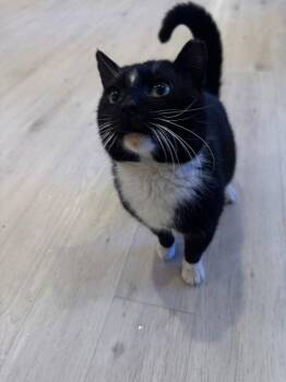 American Shorthair Cats Available for Adoption - Paolo | PetCurious