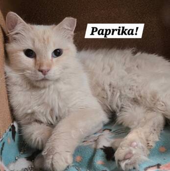 Siamese and Himalayan Cats Available for Adoption in San Antonio, Texas - Paprika | PetCurious