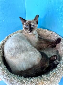 Krystal -  Dilute Tortoiseshell Cat for Adoption in Scottsburg, Indiana - Krystal | PetCurious