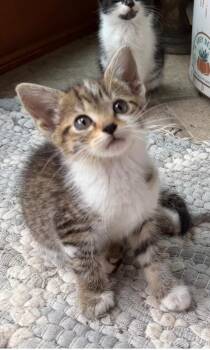 Lucy -  Domestic Short Hair Cat for Adoption in Glenfield, New York - Lucy | PetCurious