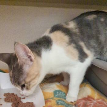 Porsche -  Domestic Short Hair Cat for Adoption in Denison, Texas - Porsche | PetCurious
