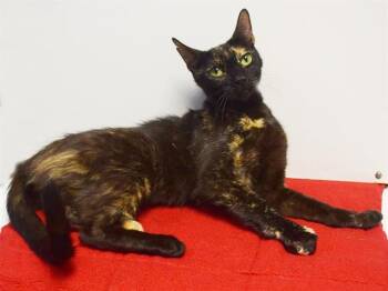 KARLA -  Domestic Short Hair Cat for Adoption in Sacramento, California - KARLA | PetCurious