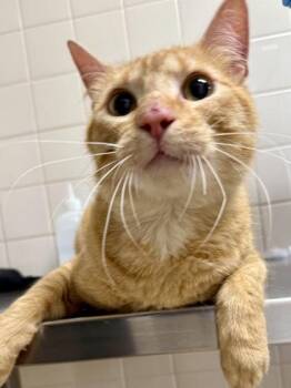 Domestic Short Hair Cats Available for Adoption in San Antonio, Texas - Mr Fredricksen | PetCurious