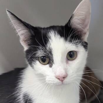 Domestic Short Hair Cats Available for Adoption - Gravy | PetCurious