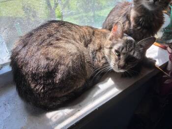 Dolly -  Domestic Short Hair Cat for Adoption in Mokena, Illinois - Dolly | PetCurious