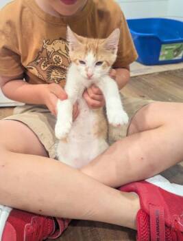 Rolo -  Domestic Short Hair Cat for Adoption in Rowlett, Texas - Rolo | PetCurious