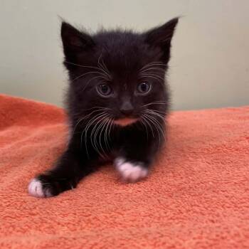 Domestic Short Hair Cats Available for Adoption in St. Helena, California - Pickles | PetCurious