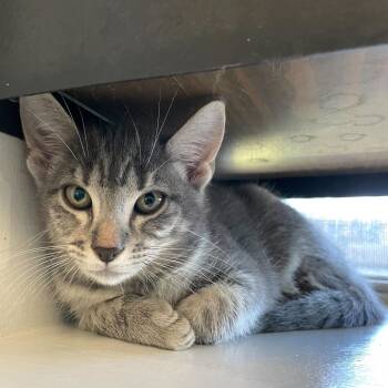 Rescue Domestic Short Hair Cats for Adoption in Carencro, Louisiana - Dental Floss | PetCurious