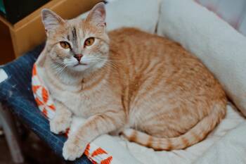 Tabby Cats Available for Adoption in Le Mars, Iowa - Stuffins | PetCurious