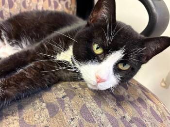 Donatella -  Domestic Medium Hair Cat Available for Adoption in Ellijay, Georgia - Donatella | PetCurious