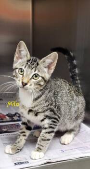 Milo -  Domestic Short Hair Cat for Adoption in Marion, Mississippi - Milo | PetCurious
