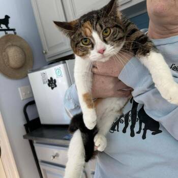 Domestic Short Hair Cats Available for Adoption - Marge | PetCurious