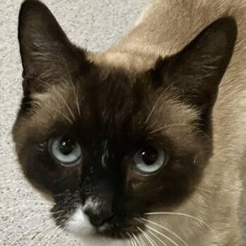 Mama -  Siamese Cat for Adoption in Murray, Utah - Mama | PetCurious