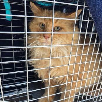Domestic Long Hair Cats Available for Adoption - Orange Juice | PetCurious