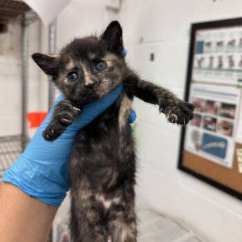 Domestic Short Hair Cats Available for Adoption in San Antonio, Texas - Locket L1 | PetCurious