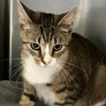 Dolly -  Domestic Short Hair Cat for Adoption in New York, New York - Dolly | PetCurious