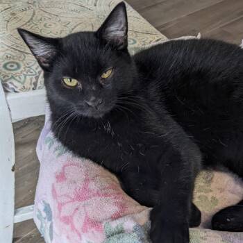 Rescue Domestic Short Hair Cats for Adoption in Etna, Pennsylvania - Azuri | PetCurious