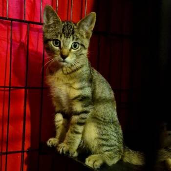 Rescue Domestic Short Hair Cats for Adoption - Eleven | PetCurious