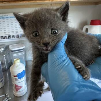Pewter -  Domestic Short Hair Cat for Adoption in Durango, Colorado - Pewter | PetCurious