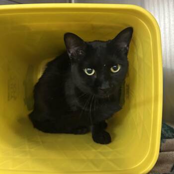 Domestic Short Hair Cats Available for Adoption in Manhattan, Kansas - Marnie | PetCurious