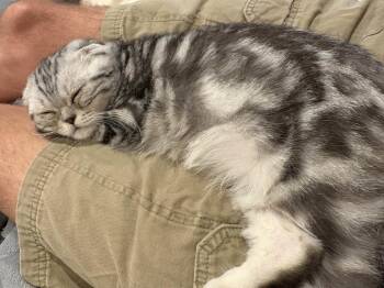 John Nolan -  Scottish Fold Cat for Adoption in Broomall, Pennsylvania - John Nolan | PetCurious