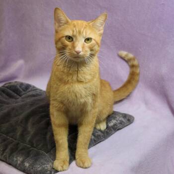 Cheddar -  Domestic Short Hair Cat for Adoption in Versailles, Kentucky - Cheddar | PetCurious