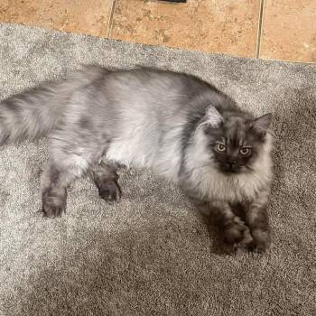 Panda -  Persian and Domestic Long Hair Cat for Adoption in Madison, Wisconsin - Panda | PetCurious