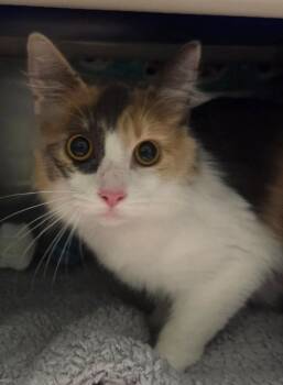 Daphne -  Domestic Medium Hair Cat for Adoption in Olean, New York - Daphne | PetCurious