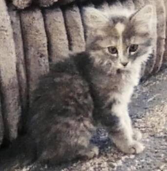 Jesci -  Dilute Calico Cat for Adoption in Chinle, Arizona - Jesci | PetCurious