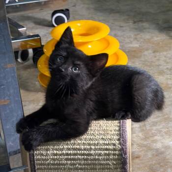 Domestic Short Hair Cats Available for Adoption in Hernando, Mississippi - Ari | PetCurious