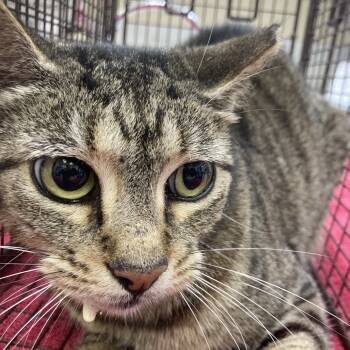 Rescue American Shorthair Cats for Adoption in Galveston, Texas - Barn Cat Sweetpea | PetCurious
